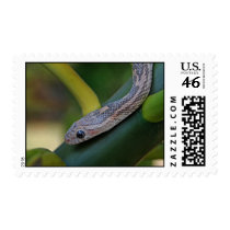 Lavender Cornsnake Postage Stamps by cornsnakecorner Lavender Cornsnake Postage Stamps