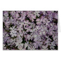 Lavender Creeping Phlox cards by Kat_Su Lavender Creeping Phlox cards