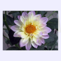 Lavender Creme Dahlia cards