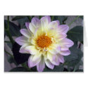 Lavender Creme Dahlia cards by charlesblack7 Lavender Creme Dahlia cards