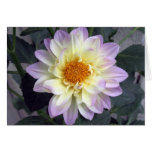 Lavender Creme Dahlia cards
