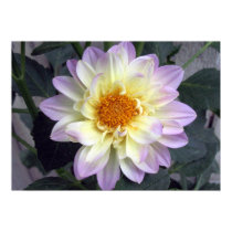 Lavender Creme Dahlia posters by charlesblack7 Lavender Creme Dahlia posters
