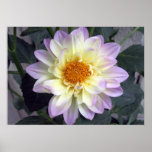 Lavender Creme Dahlia Posters