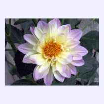 Lavender Creme Dahlia posters