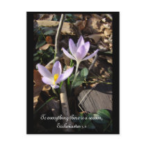 Lavender Crocus postcards by MAPASUE Lavender Crocus postcards