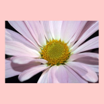 Lavender Daisy Print posters