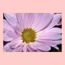 Lavender Daisy Print, Version B posters