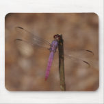 lavender dragonfly mouse pad