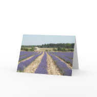 Lavender Field in Provence card