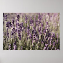 Lavender field - Poster