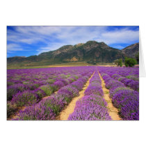 Lavender Fields Forever Card by PhotoJunkyGeno Lavender Fields Forever Card