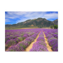 Lavender Fields Forever Postcard by PhotoJunkyGeno Lavender Fields Forever Postcard