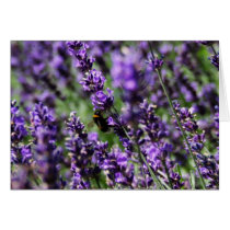 Lavender Fields Greeting Card cards