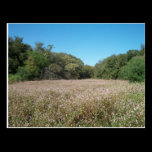 Lavender Fields Postcard postcards