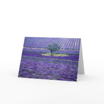 Lavender fields, Vence, Provence, France Cards