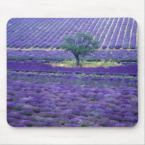 Lavender fields, Vence, Provence, France Mousepad