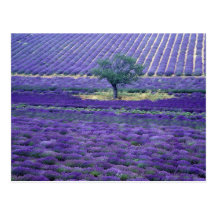 Lavender fields, Vence, Provence, France Postcard