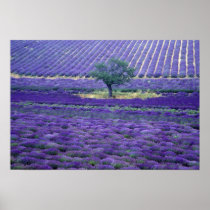 Lavender fields, Vence, Provence, France