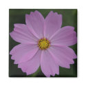 lavender flower magnet