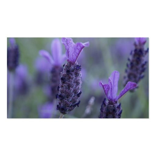 Lavender Flower Photo Business Card (back side)