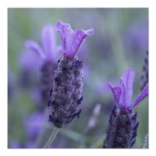 Lavender Flower Photo Invitations