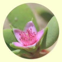 Lavender Flower Sticker