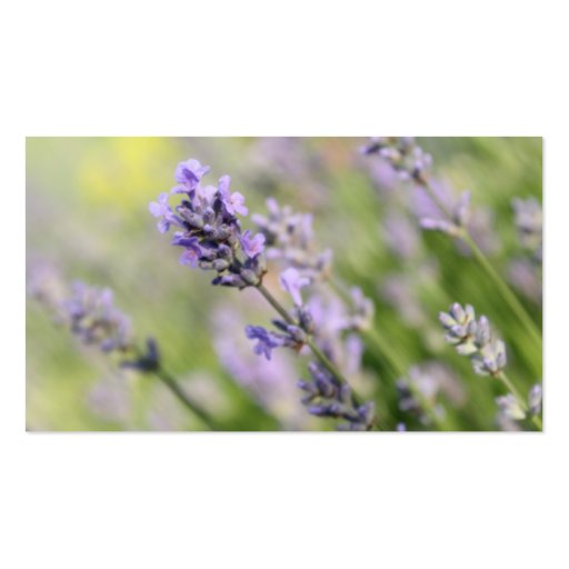 Lavender Flowers. Business Card (front side)