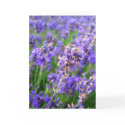 Lavender flowers - Card by cycreation Lavender flowers - Card