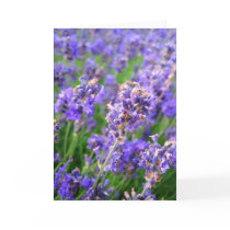 Lavender flowers - Card by cycreation Lavender flowers - Card
