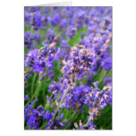 Lavender flowers - Card