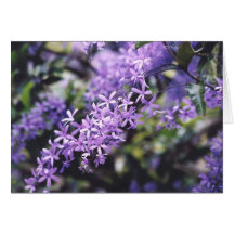 Lavender Flowers Cards