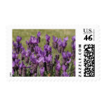 Lavender Flowers Wedding Postage Stamp