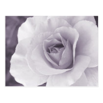 Lavender-Gray Rose Postcard postcards