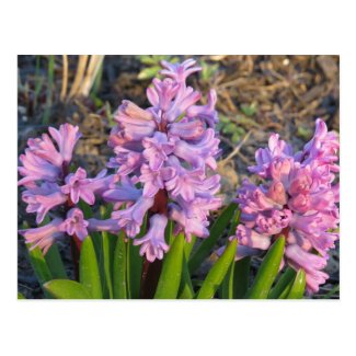 Lavender Hyacinth Flowers