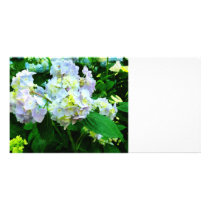 Lavender Hydrangea in Garden Picture Card