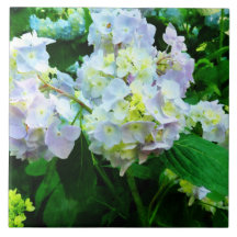 Lavender Hydrangea in Garden Ceramic Tile