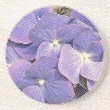 Lavender Hydrangea Macrophylla 'Enziandom' flowers Beverage Coaster