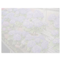 Lavender Hydrangea Macrophylla 'Enziandom' flowers Customized Letterhead