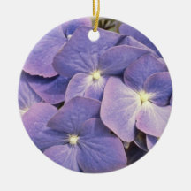 Lavender Hydrangea Macrophylla 'Enziandom' flowers Ornaments