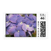 Lavender Hydrangea Macrophylla 'Enziandom' flowers stamps