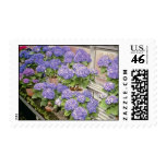 Lavender Hydrangea Macrophylla 'Enziandom' flowers Stamp