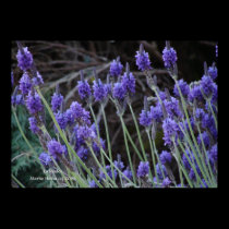 Lavender II posters