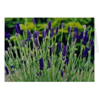 Lavender in Dublin, Ireland card