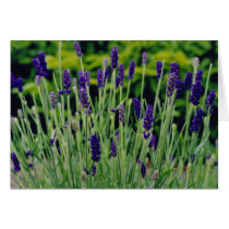 Lavender in Dublin, Ireland cards by christellewiggins Lavender in Dublin, Ireland cards