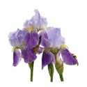 Lavender Irises Ladies shirt