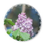 Lavender Lilac  Magnet