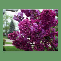 Lavender Lilacs Postcard postcards