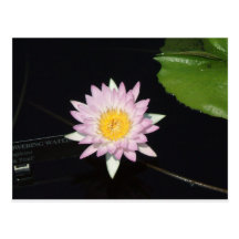 Lavender Lily Postcard