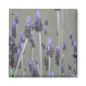 Lavender magnets