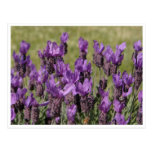 Lavender Meadow Flowers Post Cards